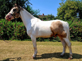Prince 15.3hh 4 year old cob gelding