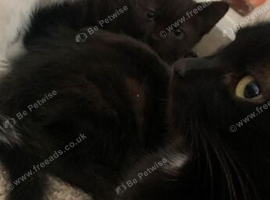 Kittens for sale looking for forever homes
