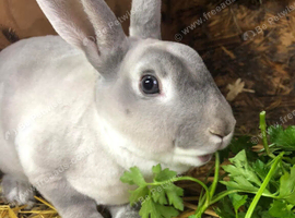 Mini rex