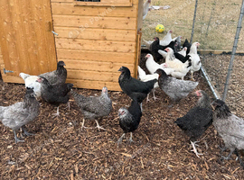 Point of lay hybrid chickens