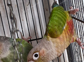Proven Pair of Conures