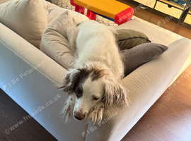 Waylon & Wyatt - Looking for a Very Special New Home