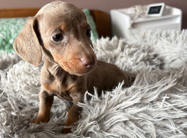 1 female available