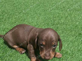 Miniature Dashund