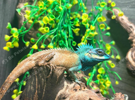 Male Vietnamese Blue Crested Lizard (Calotes Bachae) at Birmingham Reptiles