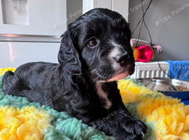 Cockapoo puppies