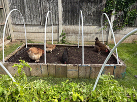 Female chickens for sale