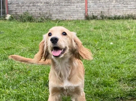 Golden Cocker Spaniels