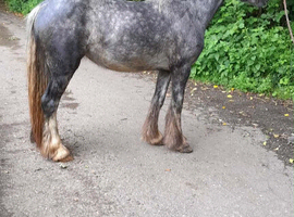 Grey dapple filly 3 year old