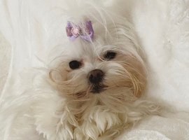 Beautiful Spayed Adult Girl