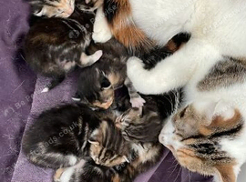 Tortoiseshell Kittens available