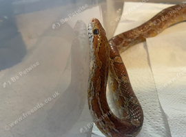 Cornsnake for re-homing