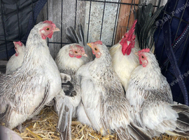 Starter Seramas..4 hens & a cock