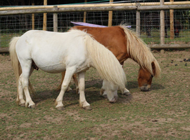 Looking Glass Swagger (dilute Appaloosa)