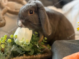 Blue French lop