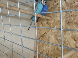 Bonded pair budgies
