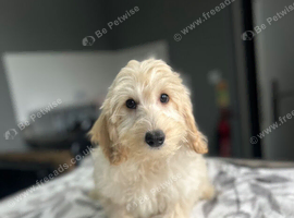 F1b cockapoo boys ready for a family now