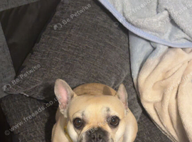 3 year old KC registered french bulldog