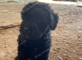 Froodle. Long haired French bulldog  cross miniature poodle