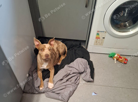 Staffordshire bull terrier cross