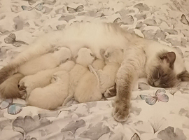 Six gorgeous ragdoll kittens