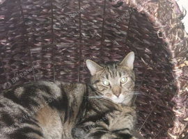 Milo