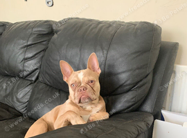 French bulldog