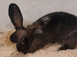 Continental giant rabbits