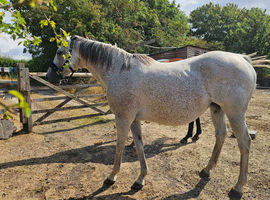 15.2 Grey tb mare 13 yrs