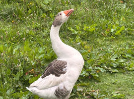 Goose for sale