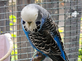 Pet Budgies + Handtame