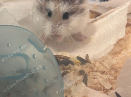 Little hamster no longer can look after