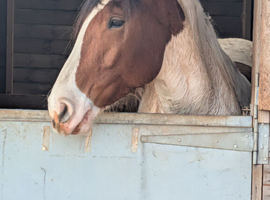4yr old Coloured Gelding
