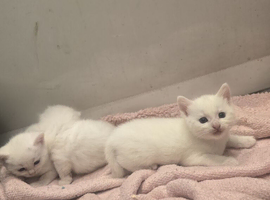 White kittens