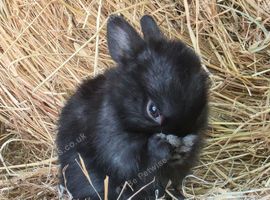 Baby Black Netherland Dwarf Buck - Ready Now