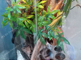 Full setup 3 month old crested gecko