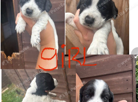 Cockapoo puppies