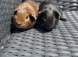 Pair of male brothers