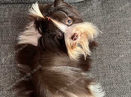 Tiny Biro Yorkshire Terrier Boy for STUD