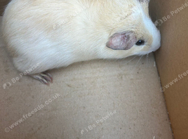 10 week old male guinea pig. 2, 1 year old males