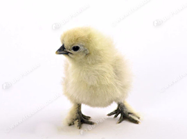 Silkie Fertile hatching eggs For sale