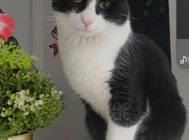 2 black and white cats
