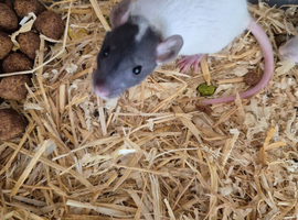 2 beautiful babys available
