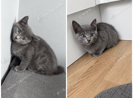 2 BSH Kittens