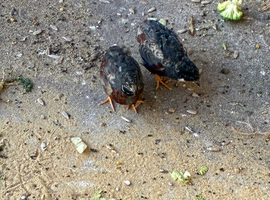 X3 male quail