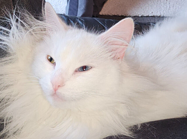 Turkish angora cross kittens