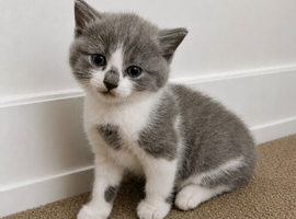 bristish shorthair mix kittens