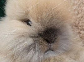 Cute double maned lionheads