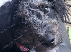 Beautiful boy jackapoo