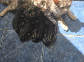 Tabby kittens